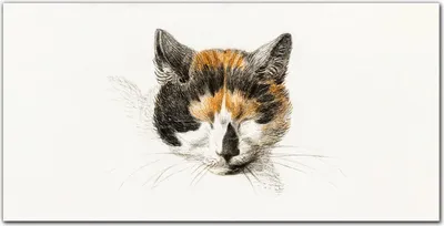 Produktbild von Coloray Bild aus Leinwand 140x70 Leinwand Dekoration - Haustier Katze