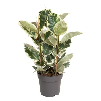 Produktbild von Trendyplants - Ficus Elastica Tineke - Gummibaum - Zimmerpflanze - Höhe 90-110 cm - Topfgröße Ø27cm