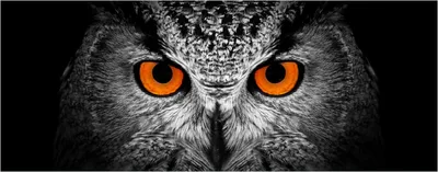 Produktbild von Wallario Poster - Blick aus der Dunkelheit, Kunstdruck Größe: 50 x 125 cm
