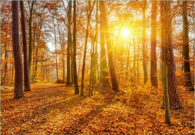 Produktbild von Wallario Fototapete Vliestapete, seidenmatte Oberfläche, einfache Verarbeitung, Größe 200 x 140 cm, Motiv Sonnenuntergang im herbstlichen Wald