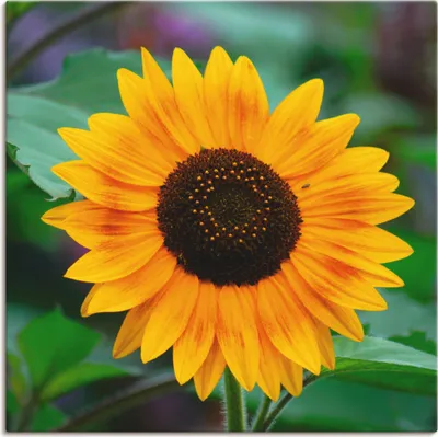 Produktbild von ARTland Leinwandbild Sonnenblume Größe: 30x30 cm