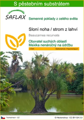 Obrázek produktu pro SAFLAX - Sloní noha / strom z lahví - Beaucarnea recurvata - 10 Semena - S pěstebním substrátem bez klíčků