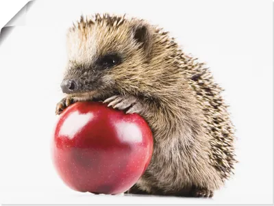 Produktbild von ARTland Poster Glücklicher Igel Größe: 80x60 cm