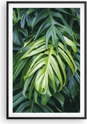 Produktbild von Gerahmtes Poster - Schwarzer Rahmen - Blume Natur - 61x91,5 cm - Wand Bild - Wanddeko - Wandbilder - Kunstposter - Wandposter - Bilderrahmen - Bilder - Kunstdruck - Wandbild - P2BPA61x91-3951