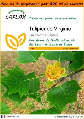 Image de SAFLAX Garden in the bag - Tulipier de Virginie - 20 graines - Liriodendron
