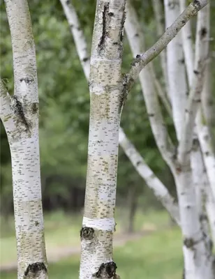 Produktbild von Moorbirke - Sumpfbirke - Betula pubescens - 150-175cm - Baum des Jahres 2023