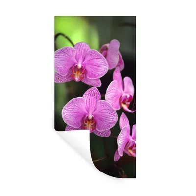 Produktbild von MuchoWow® Wandtattoo Wandsticker Wandaufkleber Rosa Orchidee 40x80 cm Selbstklebend und Repositionierbar - Repositionierbar - Wasser abweisend