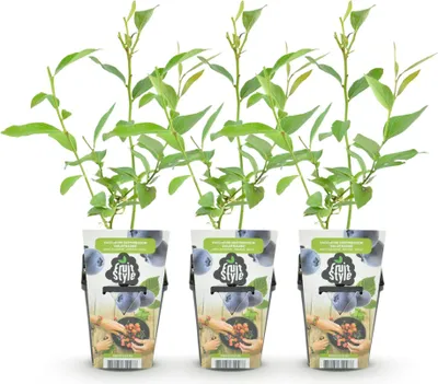 Produktbild von GreenboutiQ - Obstpflanzen - Blaubeere - Vaccinium corymbossum Goldtraube - Winterhart - 3 Pflanzen - Topf 9 cm - Blaubeere