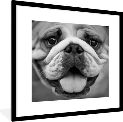 Produktbild von MuchoWow® Gerahmtes Poster Tierprofil Bulldogge in schwarz und weiß 40x40 cm - Poster mit Schwarzem Bilderrahmen Wandposter Rahmen Foto Bilder - Poster - Plakat im Rahmen