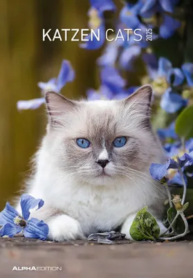 Produktbild von Katzen 2025 - Bildkalender 23,7x34 cm - Kalender mit Platz für Notizen - mit vielen Zusatzinformationen - Cats - Wandkalender - Alpha Edition