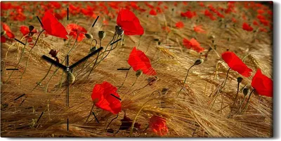 Produktbild von Leinwand Uhr Küche Wohnzimmer Bild 60x30 Bild Pflanzen Blumen Mohnblumen Felder - schwarze Hände