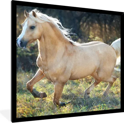 Produktbild von MuchoWow® Gerahmtes Poster Pferd - Natur - Braun 40x40 cm - Poster mit Schwarzem Bilderrahmen Wandposter Rahmen Foto Bilder - Mit Rahmen - Wanddekoration Schlafzimmer