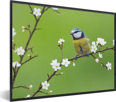 Produktbild von MuchoWow® Gerahmtes Poster Blaumeise - Zweig - Blumen - Blühende Zweige - Vogel 80x60 cm - Poster mit Schwarzem Bilderrahmen Wandposter Rahmen Foto Bilder - Schwarzem - Mit Gestell