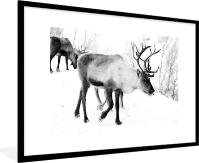 Produktbild von MuchoWow® MuchoWow® Gerahmtes Poster Ein Weihnachtsfoto von Rentieren entlang der Straßen von Kilpisjarvi, Finnland - schwarz-weiß 90x60 cm - Poster mit zchwarzem Bilderrahmen - Wanddekoration - Fotos