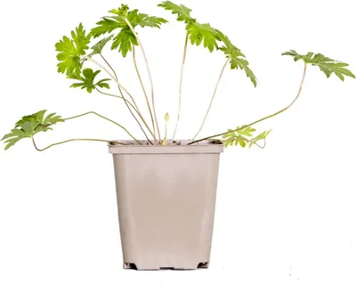 Image de Bloomique - Geranium Johnsons Blue - Géranium vivace - Fleurs bleues - Rustique - Hauteur 10-20 cm - Pot 9x9 cm