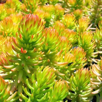 Image de 6 x orpin  - Sedum reflexum « Angelina »  | Pot 9 cm x 9 cm