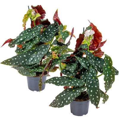 Image de Bloomique - Lot de 2 - Begonia Maculata - Bégonia à pois - Plante à pois - Plante d’intérieur - Dépolluante - Hauteur 20-30 cm - Pot 12 cm