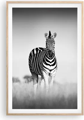Produktbild von Gerahmtes Poster - Rahmen in heller Eiche - Zebras Fotografie Schwarzweiß - 61x91,5 cm - Wand Bild - Wanddeko - Wandbilder - Kunstposter - Wandposter - Bilderrahmen - Bilder - P2NPA61x91-4476