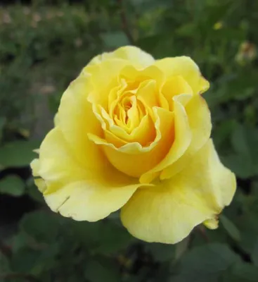 Produktbild von Beetrose Zonta ® - Rosa Zonta ® - Harkness Rose