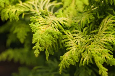 Produktbild von Chamaecyparis obtusa 'Fernspray Gold', gelbgrün, 15–20 cm