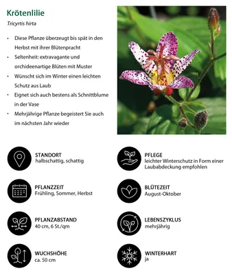 Produktbild von Dehner Bio Stauden-Set Grünes Gartenparadies, 18 verschiedene Gartenstauden für das Schattenbeet, mehrjährige Pflanzen, je 3-20 cm, Ø Topf je 9 cm, rosa / lavendel / grün