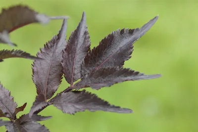 Produktbild von Sambucus nigra 'Black Beauty', Schwarzer Holunder, dunkelviolett, 40–60 cm
