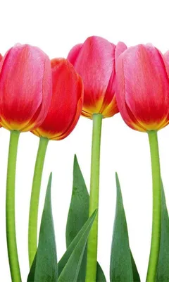 Obrázek produktu pro Dimex fototapeta MS-2-0126 Red tuppies 150 x 250 cm