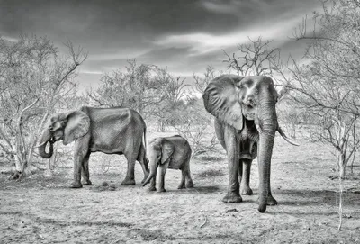 Produktbild von Digitaldruck-Tapete Elephant Family livingwalls (1033895)