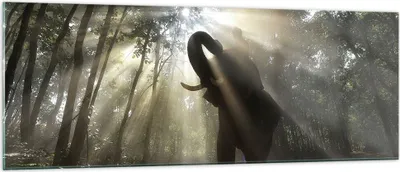 Produktbild von Bilder auf glas - Elefant Dschungel  - 140x50cm - Glasbilder - Wandbilder - Kunstdruck - zum Aufhängen bereit - Wanddekoration aus Glas - Glas Bilder - Wandbild auf Glas - Einteilig - GAB140x50-3835