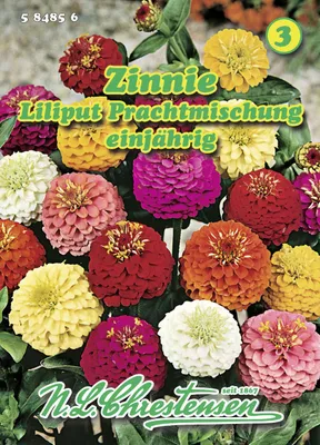 Produktbild von Zinnie Liliput PrachtMischung  | Zinniensamen von N.L. Chrestensen
