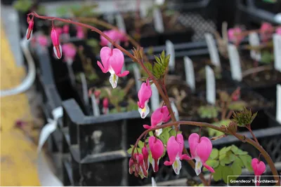 Image de 6 x Dicentra Spectabilis - Cœur larmoyant - pot 9x9 cm