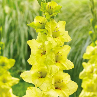 Image de Gladiolus à grandes fleurs Prima Verde 5 pièces Gladiolus bulbes de gladiolus