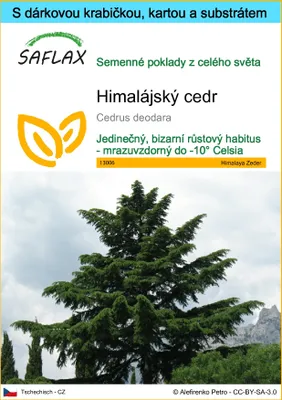 Obrázek produktu pro SAFLAX Dárková sada - Himalájský cedr - Cedrus deodara - 35 Semena - S dárkovou krabičkou, přepravním štítkem, dárkovou kartou a pěstebním médiem
