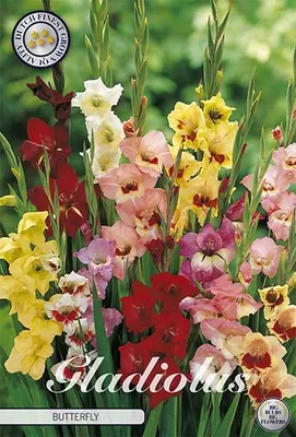 Artikelbild 2 von 'Gladiole Butterfly (10 Stück)' aus der Kategorie Gladiolenzwiebeln