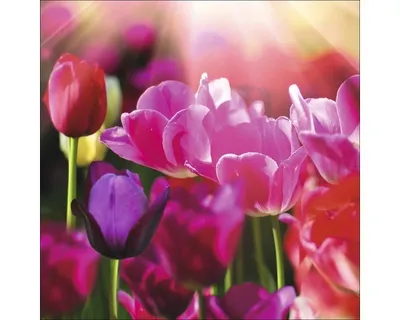 Produktbild von Glasbild Colorful Tulips I 50x50 cm
