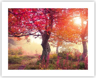 Produktbild von Poster - Poster ohne Rahmen - Baum Natur Wiese - 50x40 cm - Wand Bild - Wanddeko - Wandbilder - Kunstposter - Wandposter - Bilder - Kunstdruck - Wanddekoration - Wandbild - P2XAA50x40-3658