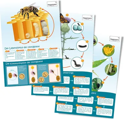 Produktbild von TimeTEX Set Poster A2 "Lebenszyklus", 3-tlg.