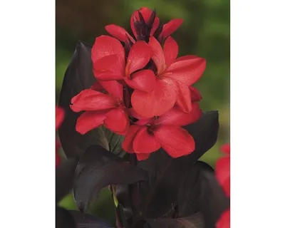 Obrázek produktu pro Dosna indická FloraSelf Canna indica výška 20-50 cm květináč 3 l červená