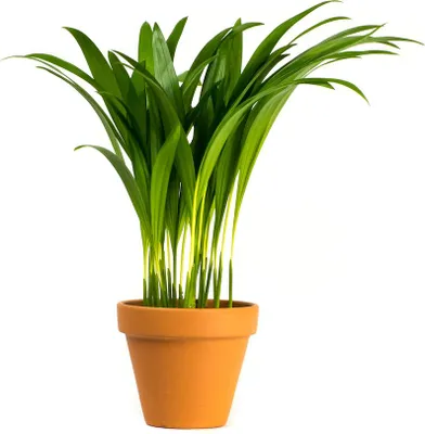 Obrázek produktu pro Gardners Dypsis Lutescens (areca), průměr 17 cm