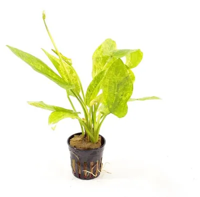 Productafbeelding van Moerings Echinodorus Cordofolius Marble in 5 cm pot