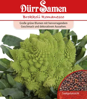 Produktbild von Brokkoli Romanesco | Brokkolisamen von Dürr Samen