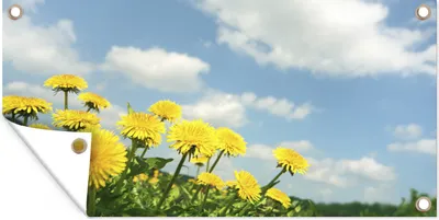 Produktbild von MuchoWow® 160x80 cm Outdoor-Poster Gartendeko Sichtschutz Garten Poster für den Garten  Wolken - Löwenzahn - Frühling