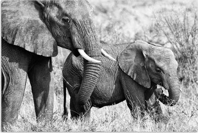 Produktbild von MuchoWow® Poster Elefant - Tiere - Gras - Schwarz und weiß 120x80 cm - Bilder