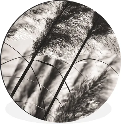 Produktbild von MuchoWow® Aluminium Wandkreis Pampasgras - Schwarz - Weiß - Pflanze Ø 90 cm Wanddeko Modern Wohnzimmer - Mauerkreis - Wandbilder - Runde Bild - Bild aus Aluminium - Schlafzimmer - Wohnzimmerdekoration - Wand Dekoration
