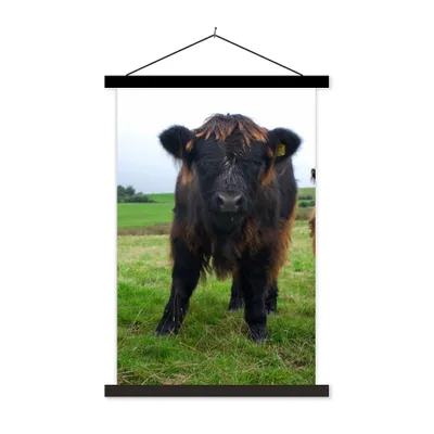 Produktbild von MuchoWow® Textilposter Schottische Highlander - Kühe - Natur - Grün - Gras 60x90 cm mit schwarzem Rahmen - Poster Wohnzimmer