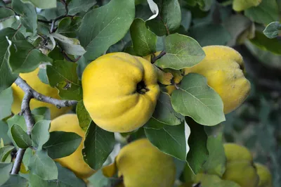 Produktbild von Quitte Cydonia oblonga 'Leskovacka' – Große Serbische Birnenquitte, Obstbaum 160–200 cm im Container, robust & ertragreich