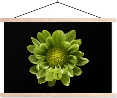 Produktbild von MuchoWow® Textilposter Eine Nahaufnahme der Chrysanthemenblüte vor schwarzem Hintergrund 60x40 cm mit holzfarbenen Rahmen - Bilder