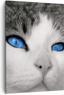 Produktbild von Bild auf Leinwand - Leinwandbild - Einteilig - Katze Tiere blaue Augen - 50x70cm - Wand Bild - Wanddeko - Wandbilder - Leinwanddruck - Wanddekoration - Leinwand bilder - Wandbild - PA50x70-1144