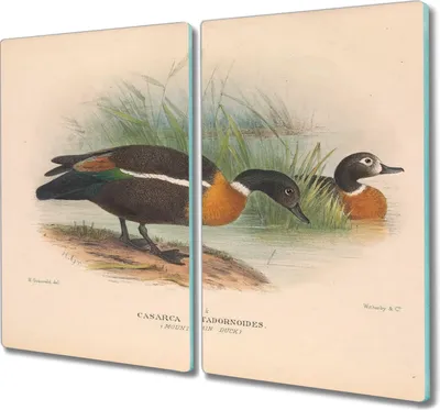 Produktbild von Coloray Kochplattenabdeckung Herdabdeckplatte 2x30x52 cm Hackbrett Schneidebrett Küchenbrett - Vögel Tiere