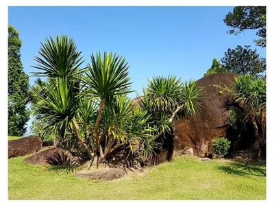 Produktbild von Thailändischer Drachenbaum - Dracaena cochinchinensis - 5 Frische Samen, Selten!!!